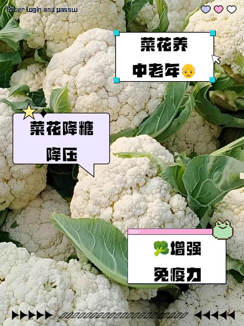 有机花菜痛风可以吃吗