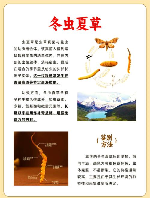 冬虫夏草可以治痛风吗