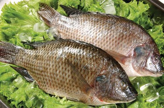 痛风患者能吃罗非鱼吗