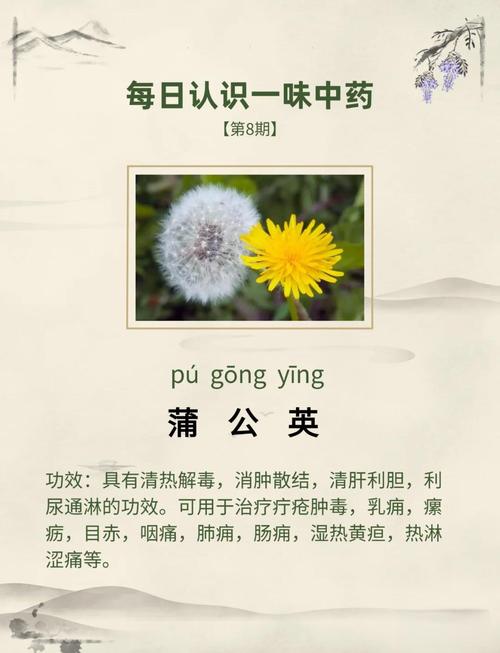 痛风的人能吃蒲公英吗