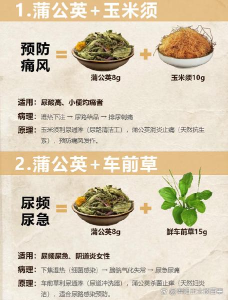 痛风的人能吃蒲公英吗