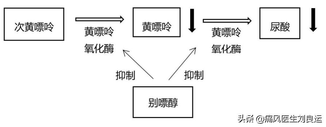 别嘌醇治疗痛风的机制