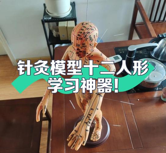 学针灸用那种人体模型