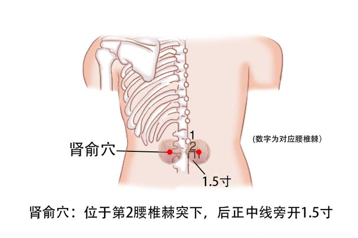 腰间盘突出针灸部位图