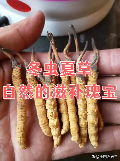 冬虫夏草痛风可以吃吗