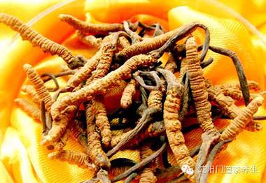 澳门发现痛风千年秘方