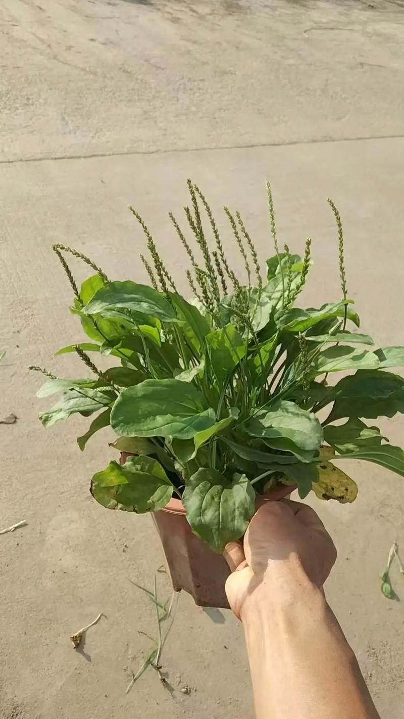 痛风 车前草 金钱草