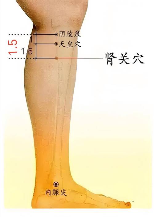 肾阳虚针灸能调理好吗