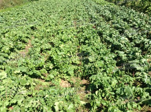 痛风 东北雌性红萝卜