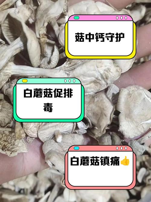 痛风病人能吃白玉菇吗