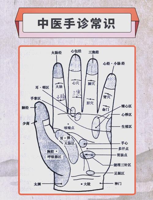 左常波针灸手诊全息图