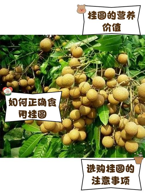 尿酸高痛风能吃桂圆吗