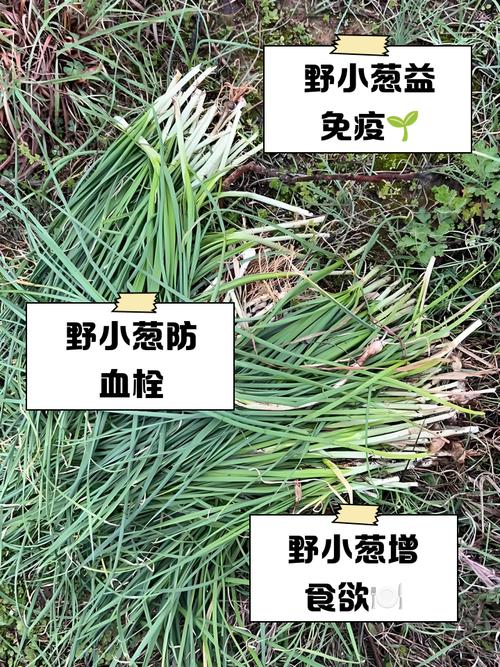 有痛风的人能吃小葱吗