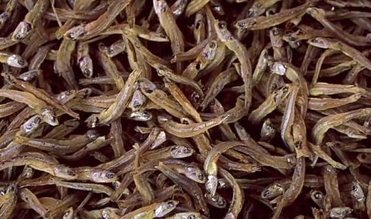 痛风患者可以吃咸鱼吗