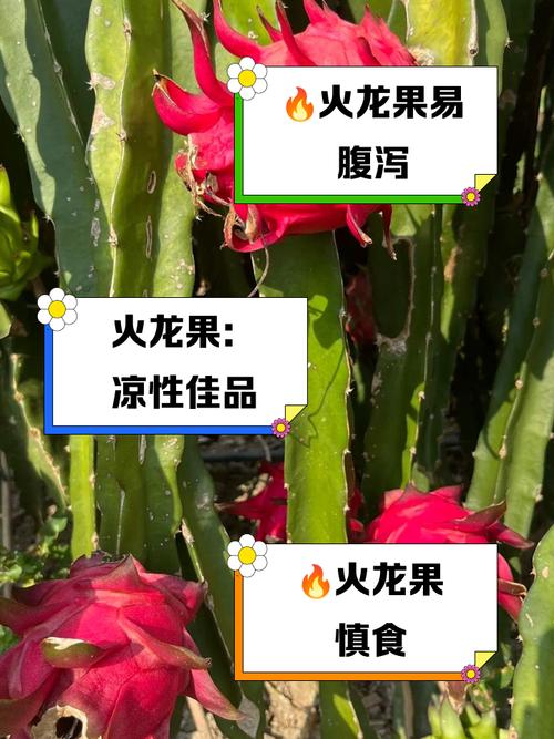 尿酸痛风能吃火龙果吗