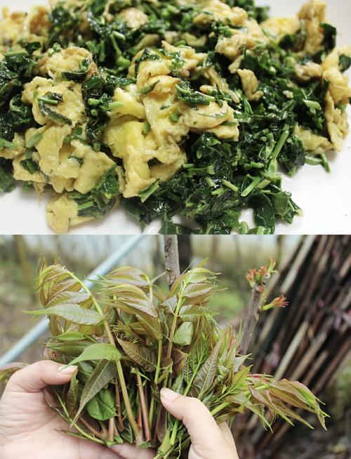 痛风能吃香椿炒鸡蛋吗