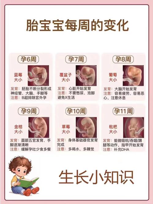 孕早期几周后比较安全