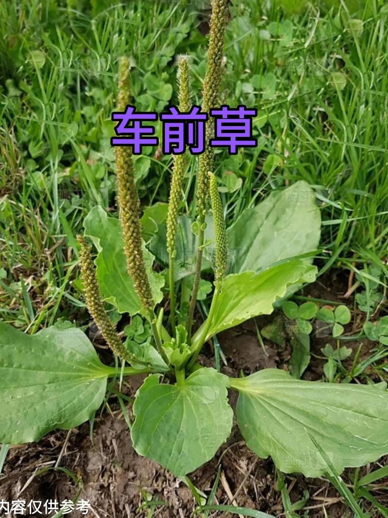 痛风喝车前草有效果吗