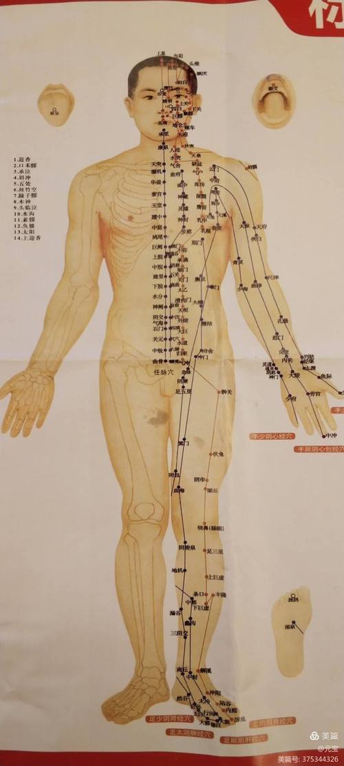 针灸穴位层次解剖图谱