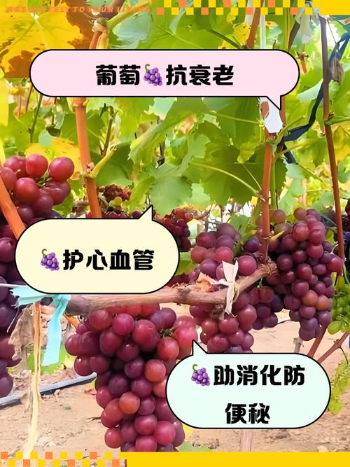 葡萄籽对痛风有作用吗