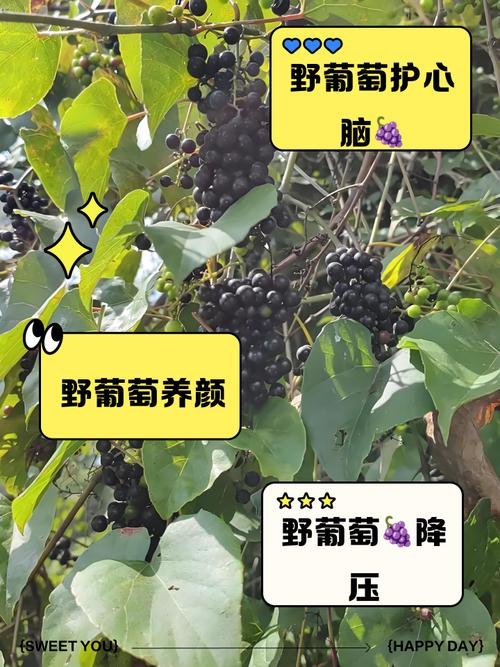 葡萄籽对痛风有作用吗