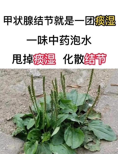 痛风用车前草泡脚好吗