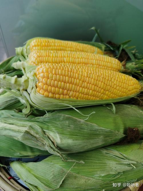 尿酸高痛风能吃玉米吗