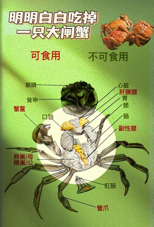 痛风病人可以吃螃蟹吗