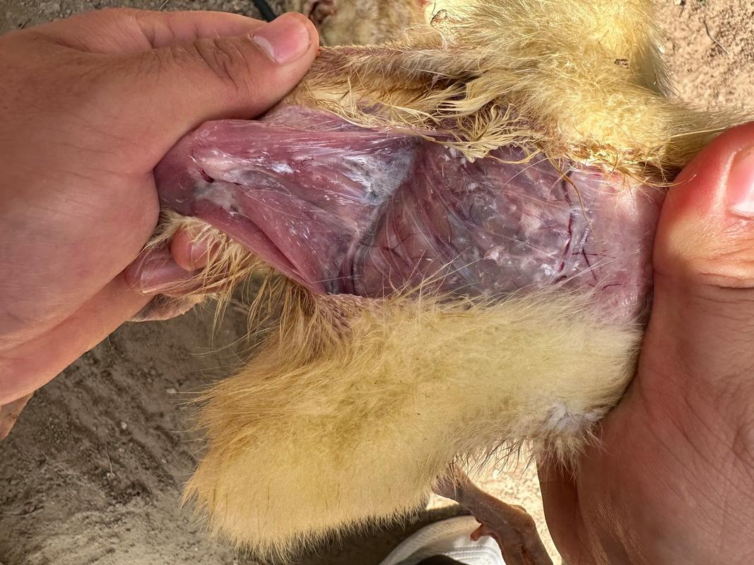 小鹅痛风怎么治疗最好