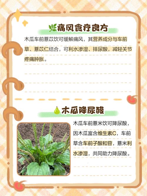 车前草治疗痛风怎么吃