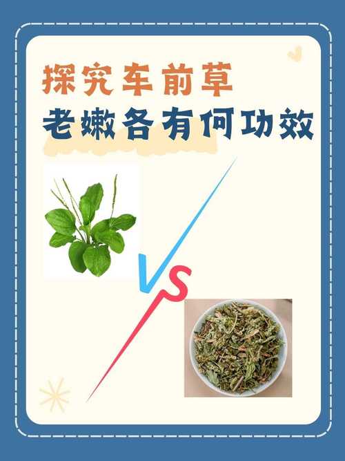 车前草治痛风如何使用