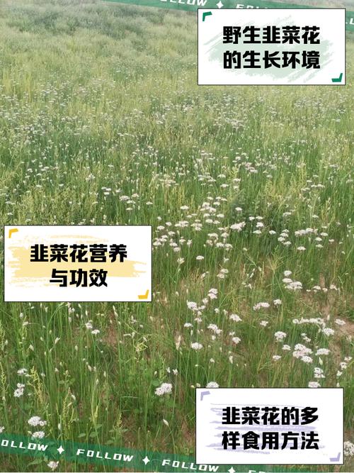 韭菜花痛风的人能吃吗