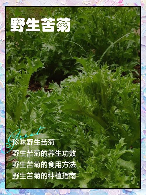 治痛风苦苣根在那买的