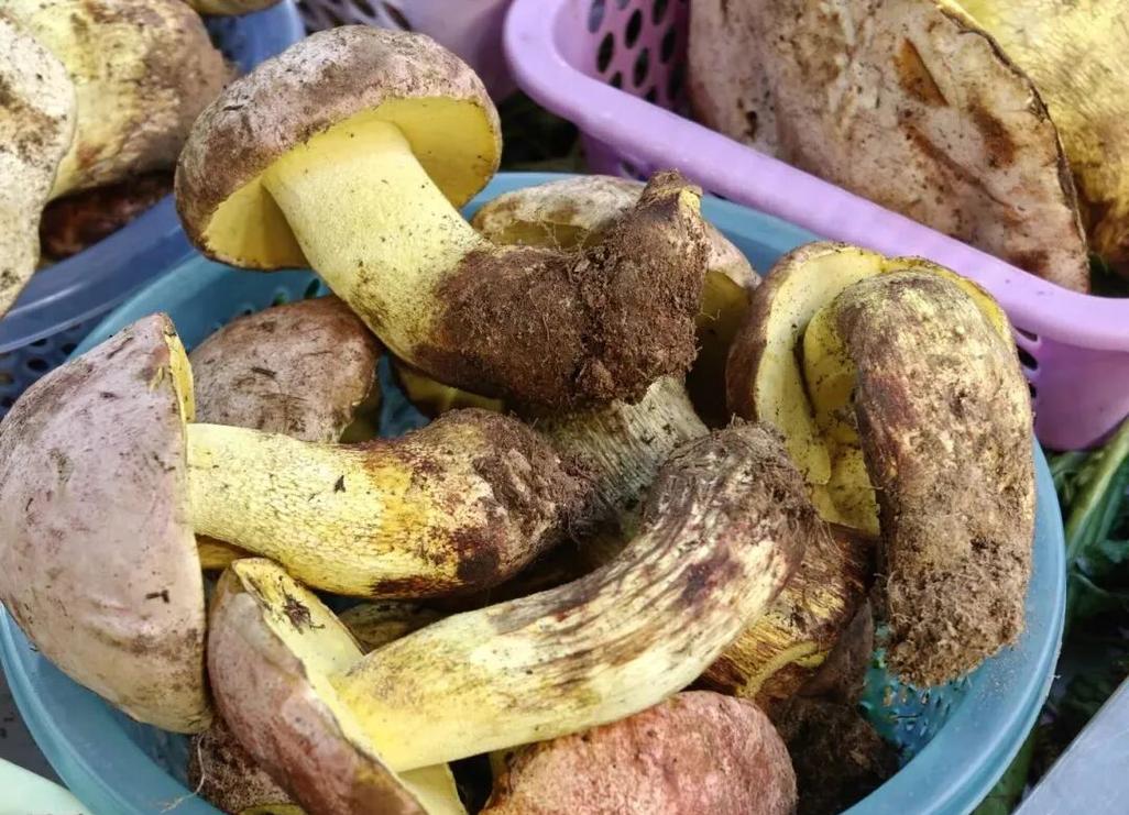 痛风可以吃野生菌子吗