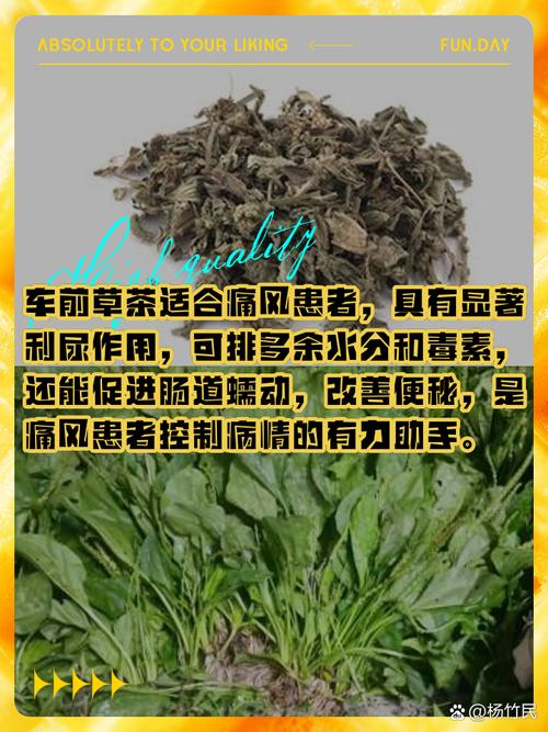 痛风泡什么喝效果最好