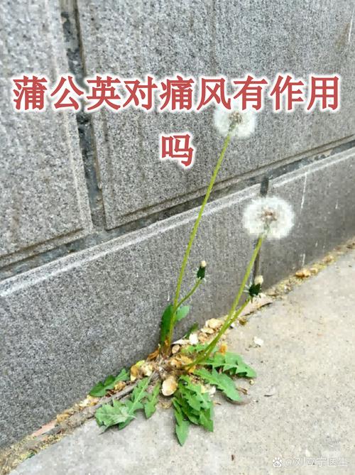 蒲公英对痛风有好处吗