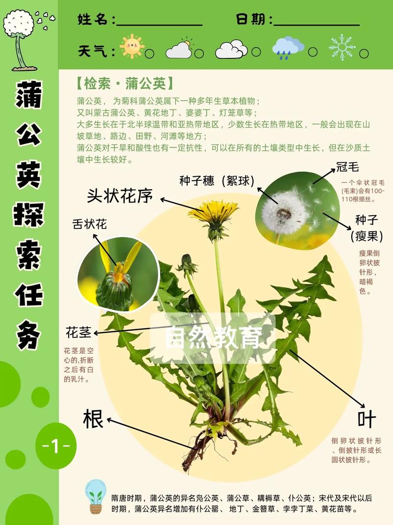 蒲公英对痛风有好处吗