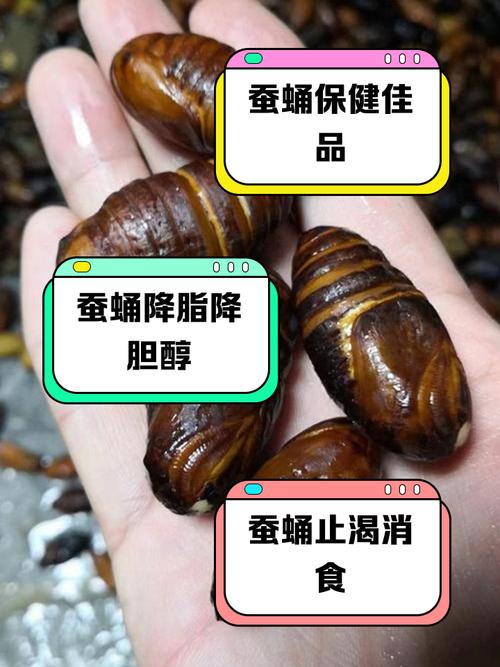 痛风的人可以吃蚕蛹吗