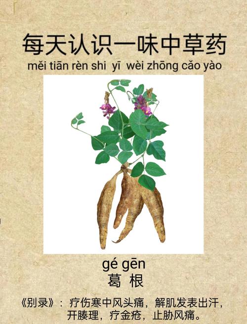 葛根对痛风有什么好处