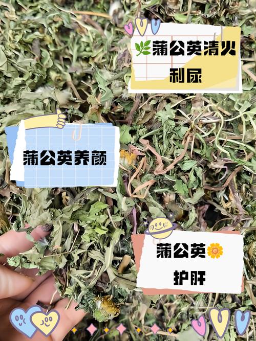 蒲公英对痛风有作用吗