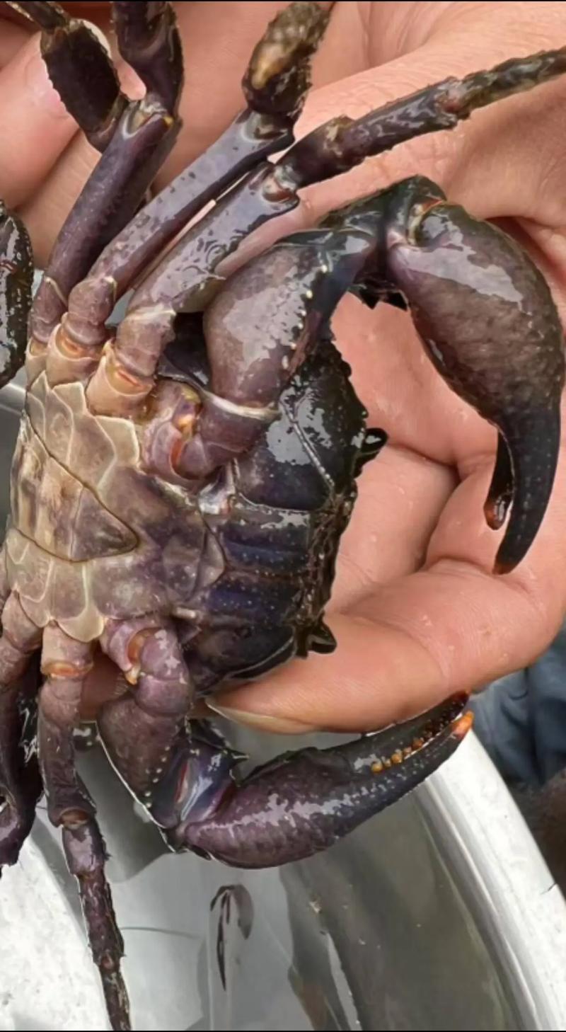 痛风可以吃淡水螃蟹吗