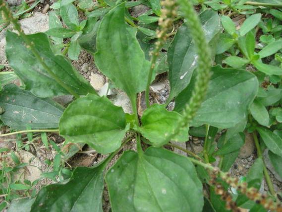 车前子泡脚能治痛风吗