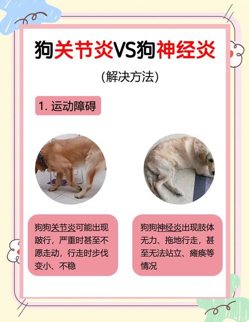 狗狗痛风的症状及治疗