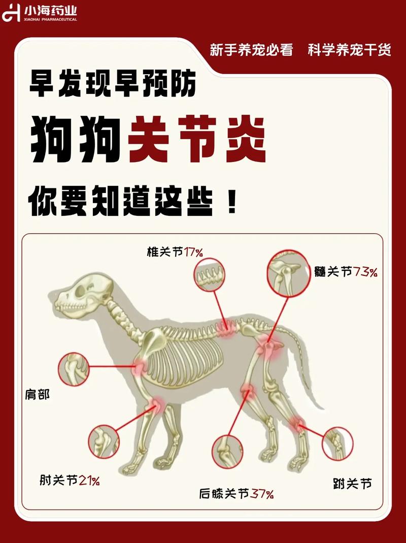 狗狗痛风的症状及治疗