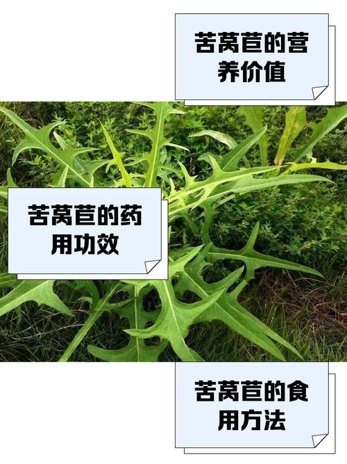 莴苣痛风病人可以吃吗