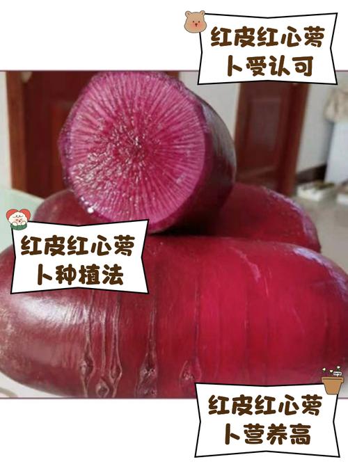 东北红皮萝卜治痛风吗