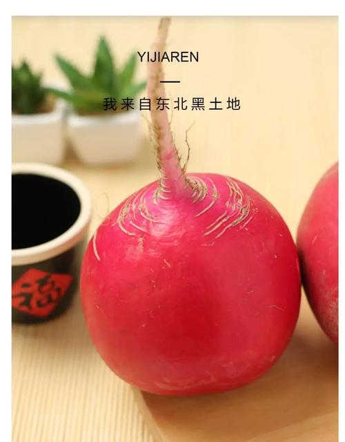 东北红皮萝卜治痛风吗