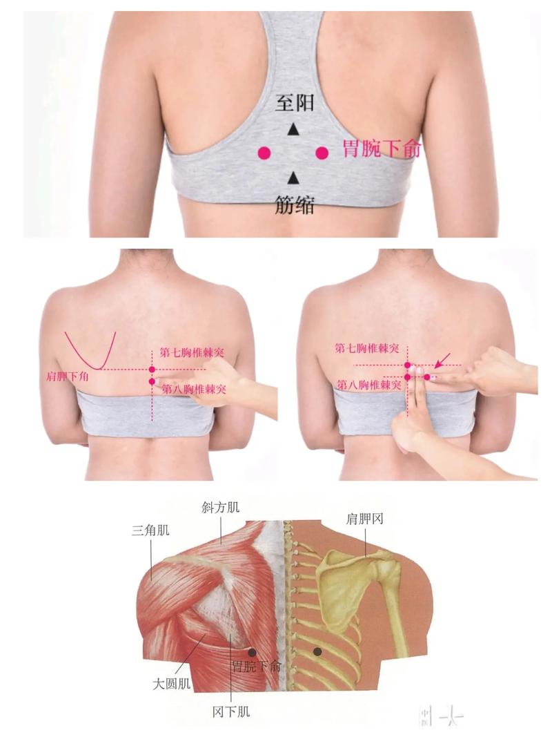 针灸肠胃不好扎哪里