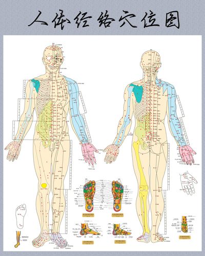 人体针灸高清学位图
