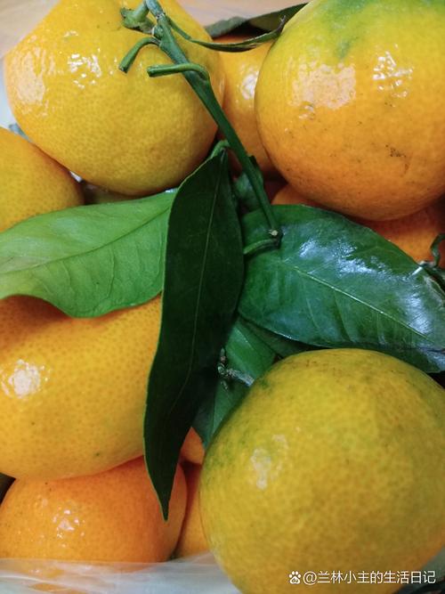 痛风患者可以吃桔子吗